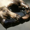 Как появилась нефть?