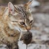 Как появились первые домашние кошки или кто кого приручил