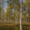 Почему у березы на белой коре черные пятна?