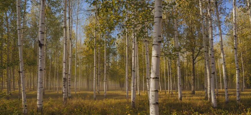 Почему у березы на белой коре черные пятна?