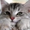 Почему мы так любим котиков?