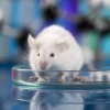 In Vivo и In Vitro: что это значит