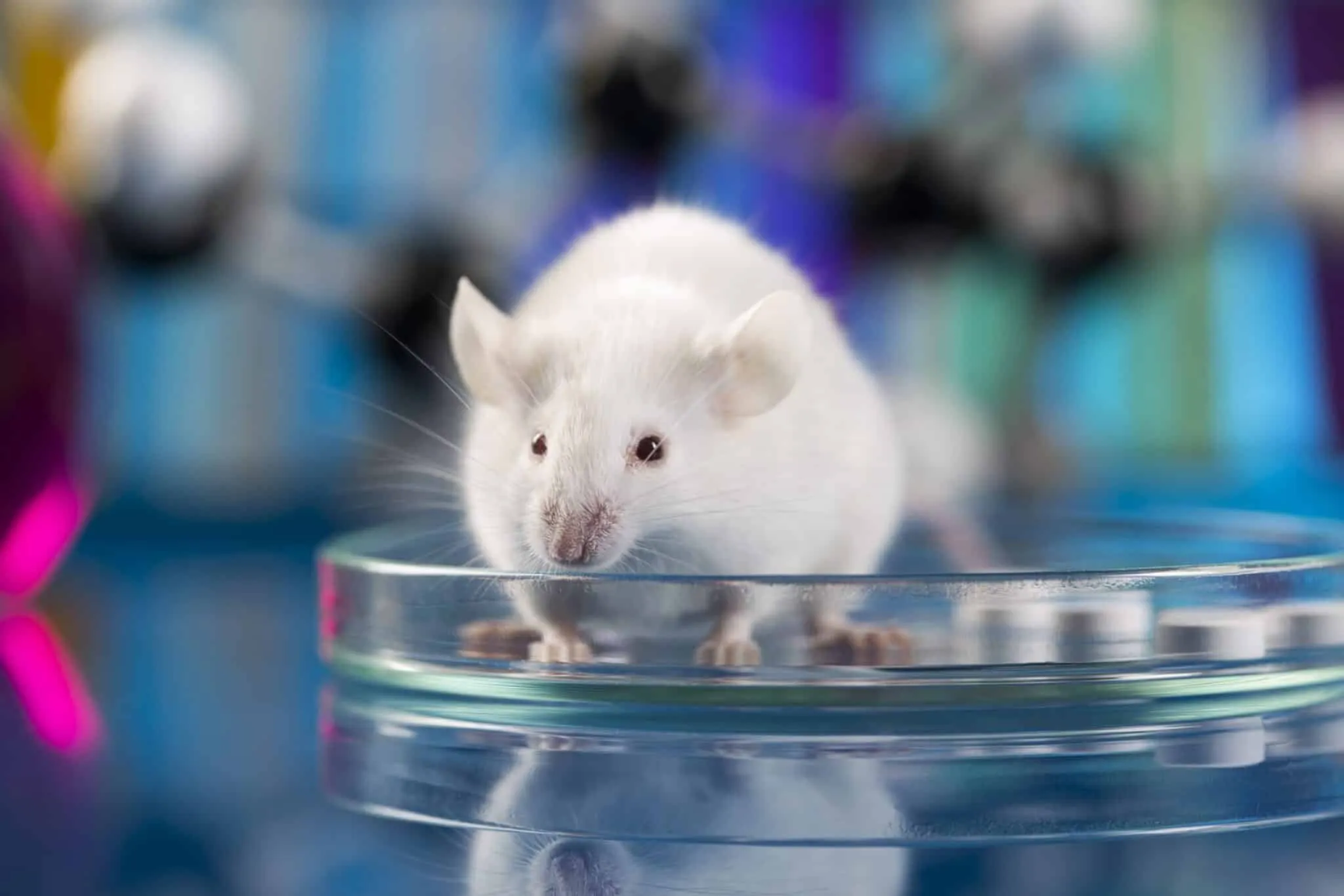 In Vivo и In Vitro: что это значит