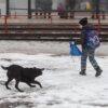 Жалко собак, но страшно за людей: что делать с бездомными животными?
