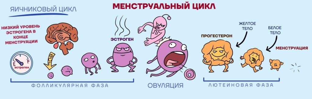 Женский цикл